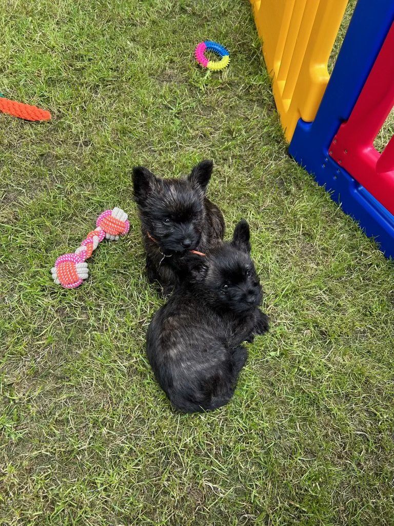Johan Van Rooyen: "Maggie & Olive joined the household last weekend, so I've been spending time getting them settled into their new home."