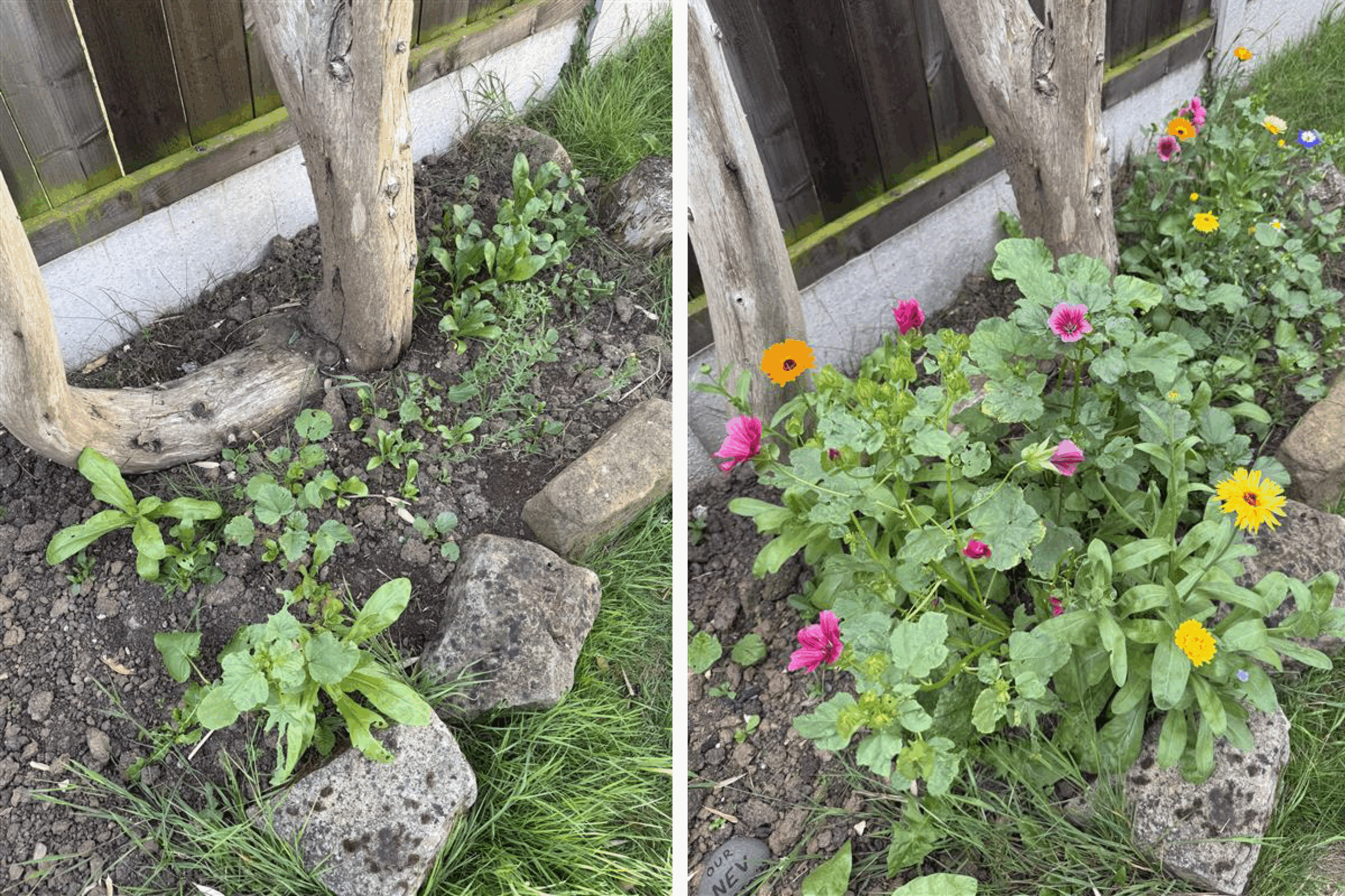 ESG Committee No Mow May wildflowers in the garden
